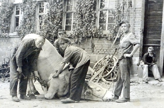 Ochsenbeschlagen 1951